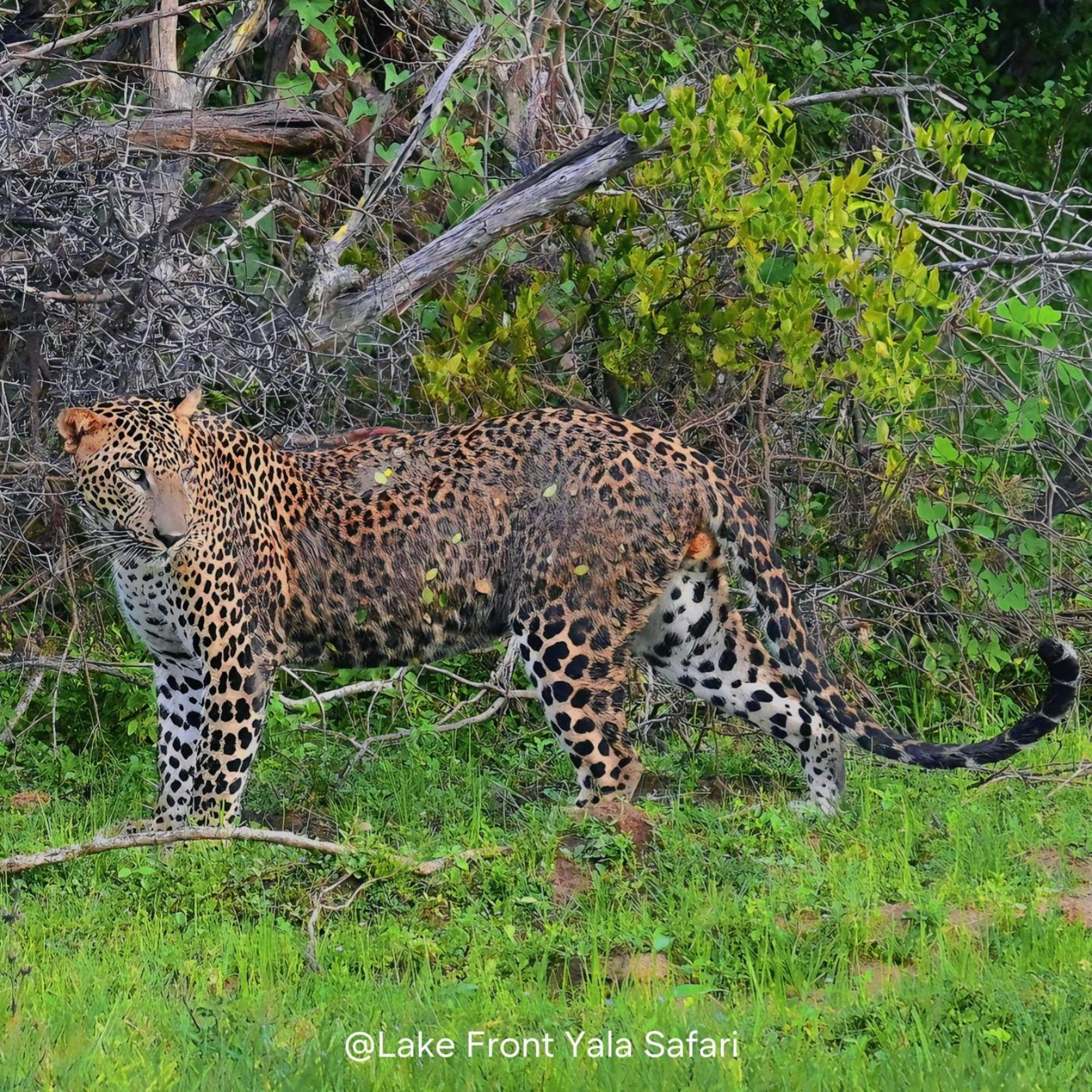 Lake Front Yala Safari Kataragama Exteriör bild